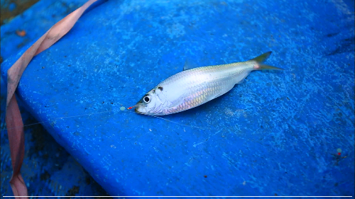 전어란 어떤 생선 인가요