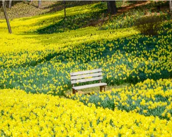서산 유기방가옥 수선화 축제_18