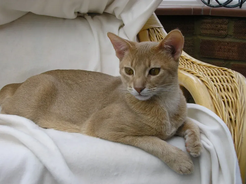 아비니시안 고양이 유전병_7