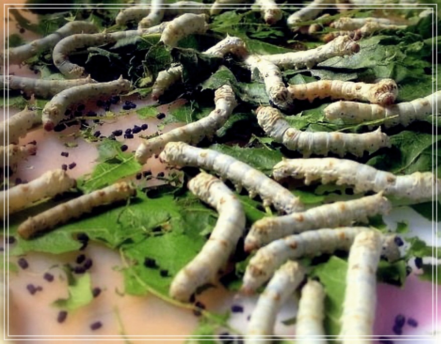 번데기의 놀라운 효능 3가지