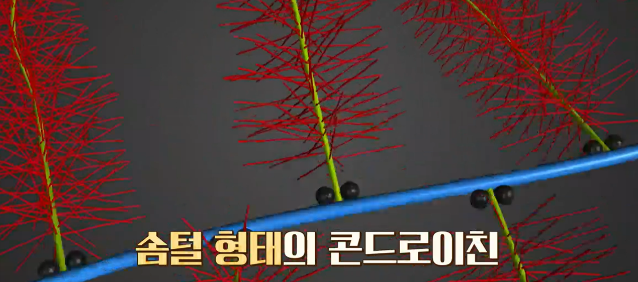 콘드로이친