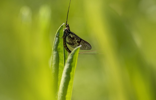 동양하루살이&amp;#44; 팅커벨의 출몰 이유