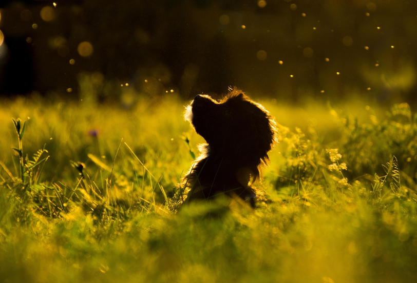 반려견과 함께 떠나는 감성 숙소 &amp; 산책코스 1박 2일 여행지 추천