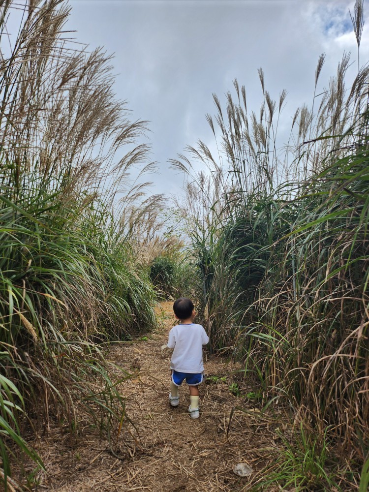 억새밭의 아이