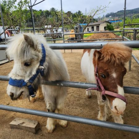 포니힐링농원