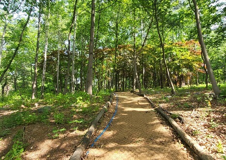 오산 물향기수목원 수국