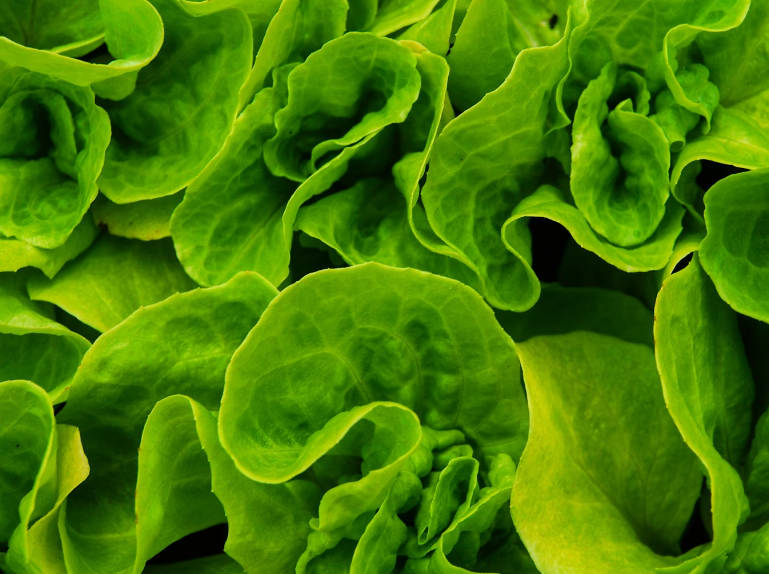 비타민 D 와 칼슘