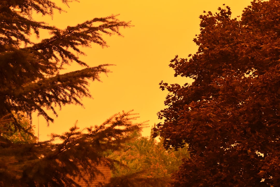 Wildfire.