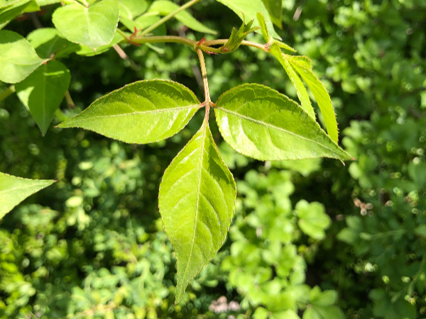 삼출엽 고추나무 잎