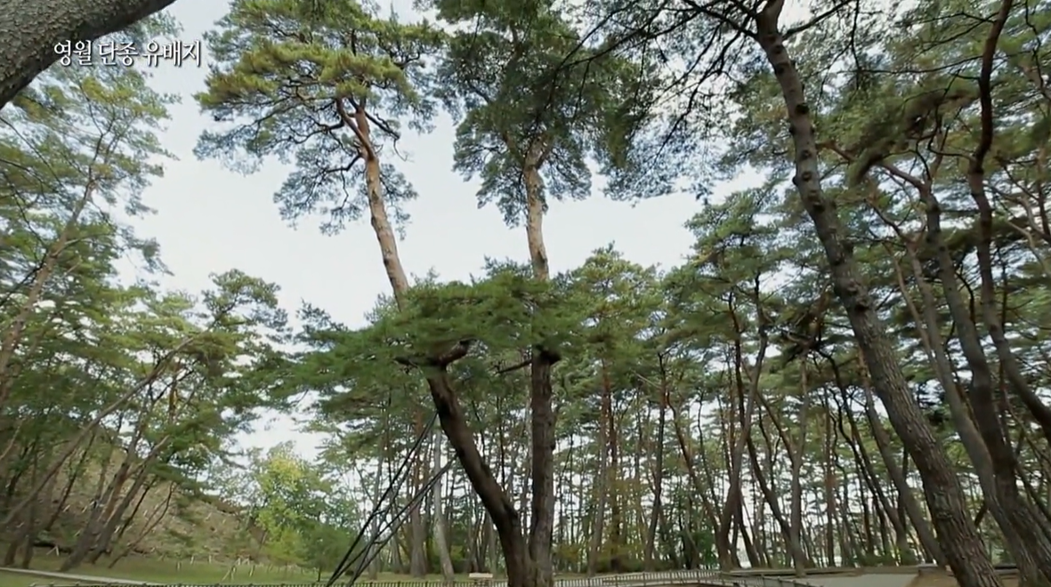 영월 청령포 가는 길&middot;주차장&middot;배 이용 방법&middot;입장료