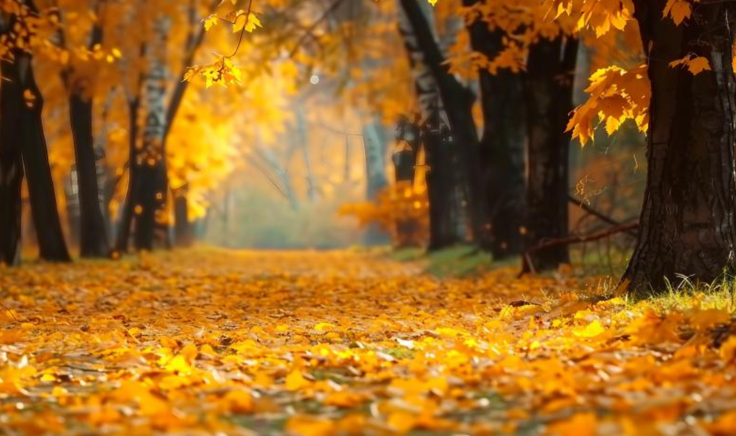 2024년 11월 각 지역별 가볼만한 곳 추천