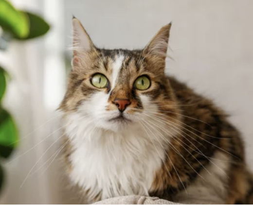 시베리안 고양이 분양 가격