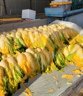 김장김치 맛있게 담는법 절임배추 20kg