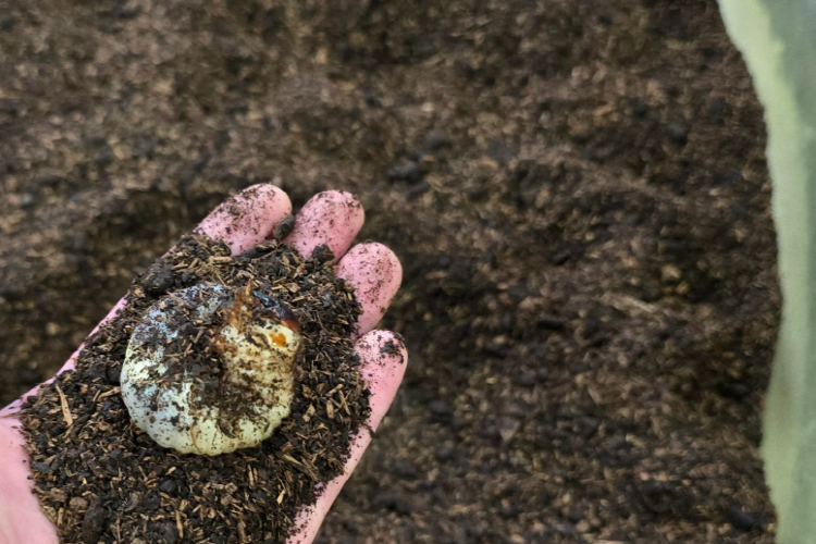 양평 곤충박물관