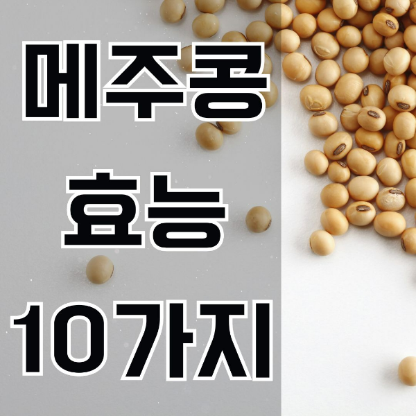메주콩 효능