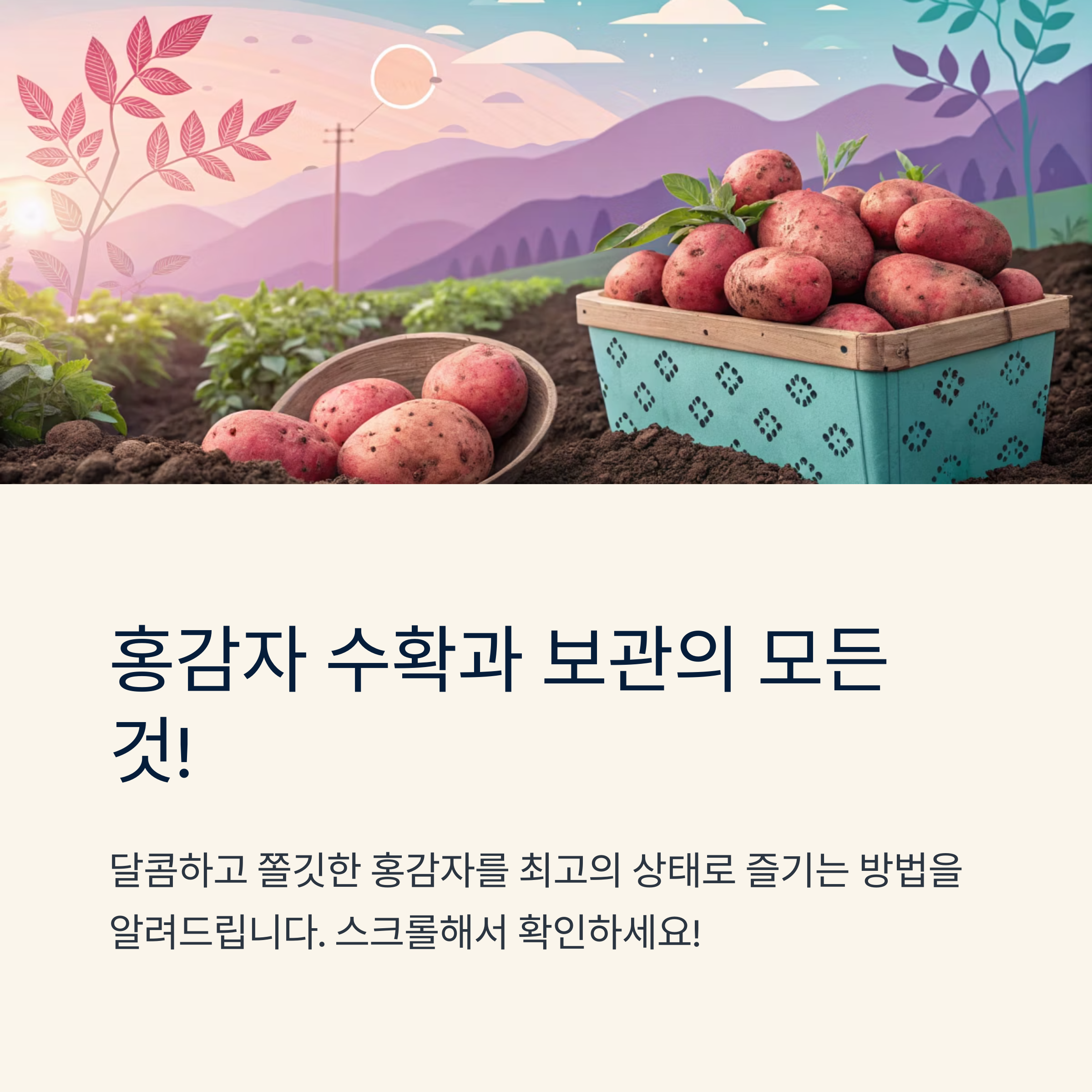 홍감자 수확시기와 신선하게 보관하는 꿀팁