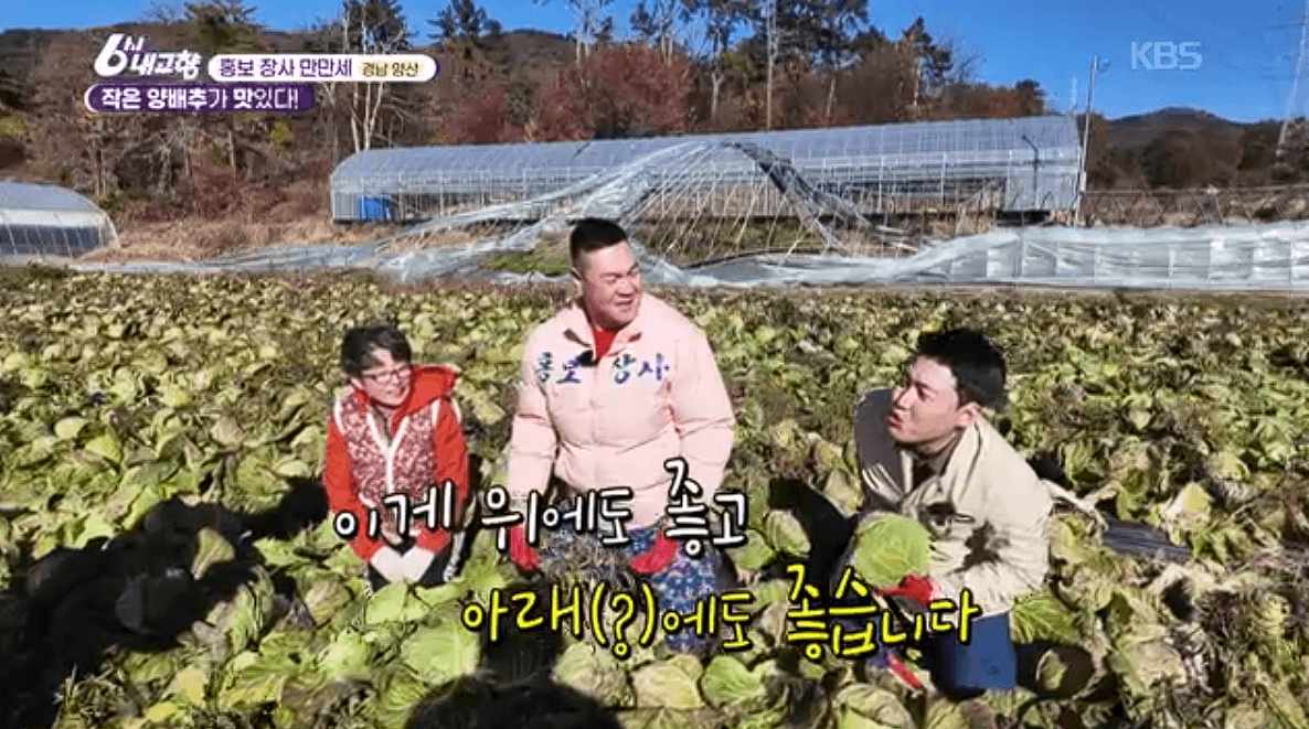 [6시내고향] 경남 양산 소형 양배추 명촌농원 스마트스토어 택배 판매처 정보를 설명하는 이미지