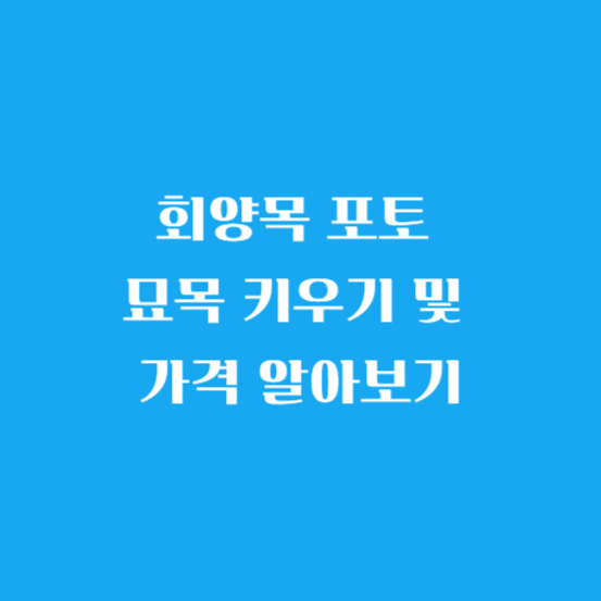 회양목 포토 묘목 키우기 및 가격 알아보기