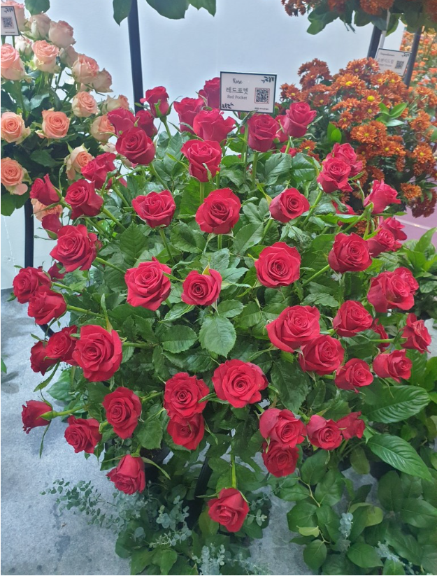 2023.고양 국제꽃박람회.총정리.가는길.입장권.일정.주차장