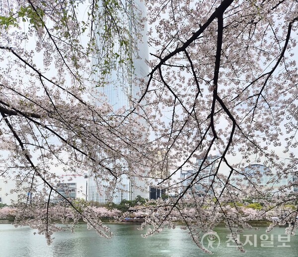 2026 벚꽃 서울 개화시기 여의도 윤중로 벚꽃길 만개 풍경 봄 여행 추천