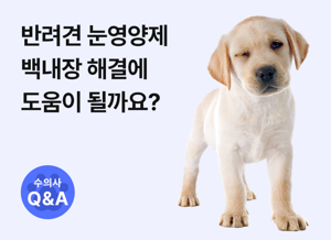 강아지 눈 영양제