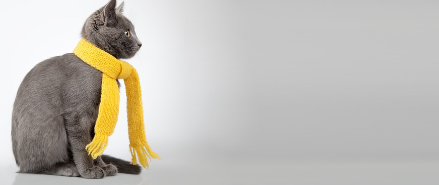 고양이와 겨울.