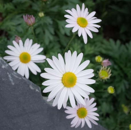 가을에 피는 꽃 종류 구절초