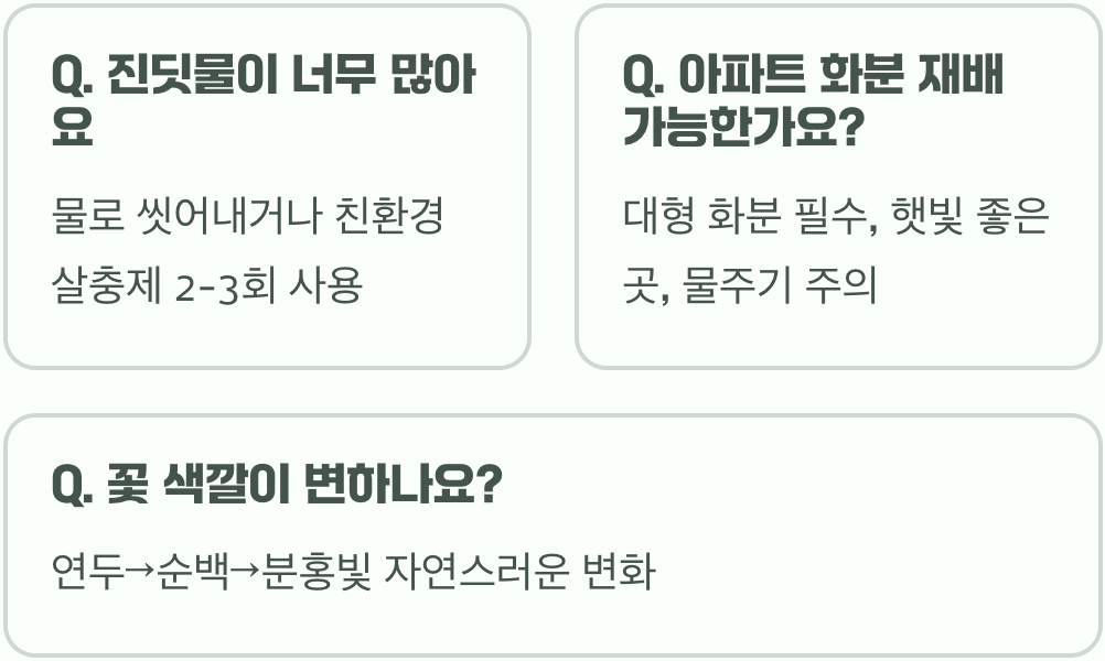 봄의 웨딩 부케, 설구화 키우기 A to Z