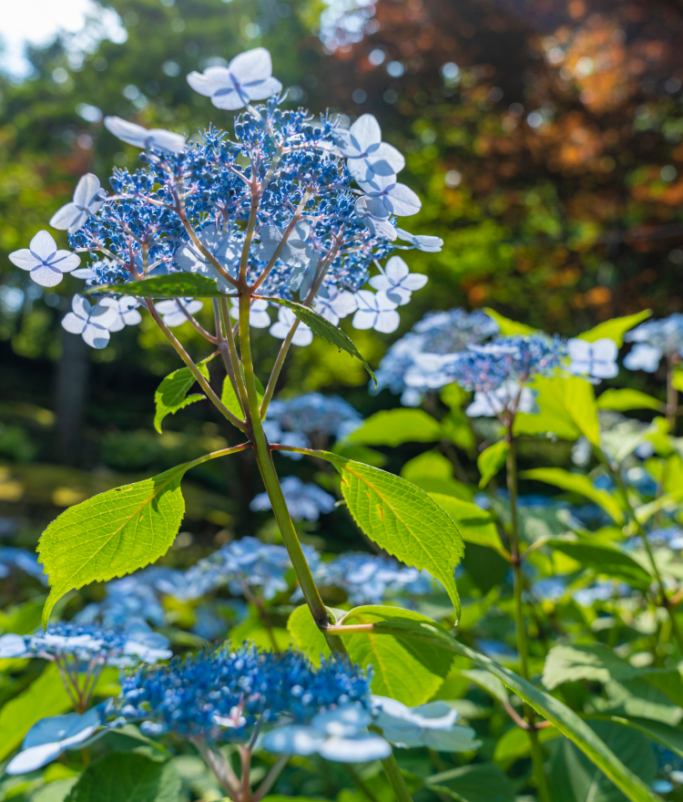 화담숲 모노레일 예약방법, 입장료