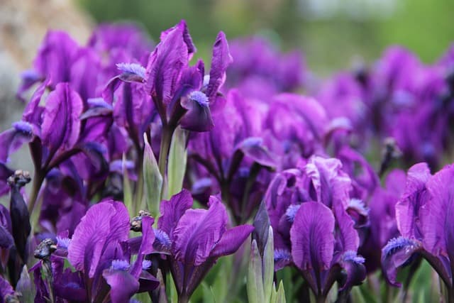 단오날 머리 감는 창포물의 유래와 효과