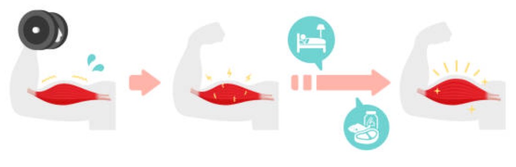 근성장 원리 분석 (운동과 회복 메커니즘)