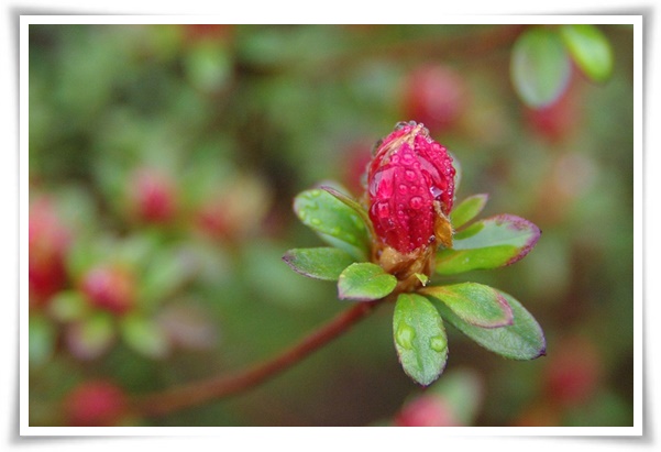 "진달래꽃" 나보기가 역겨워 가실 때에는 ... 봄을 알리는 분홍빛 향연!