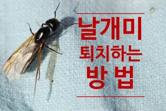 해충 퇴치 개미 박멸 설탕과 베이킹소다 통로 차단_5