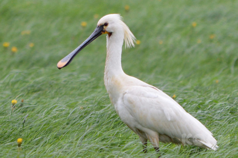 저어새 개체 수가 급격히 줄어든 배경