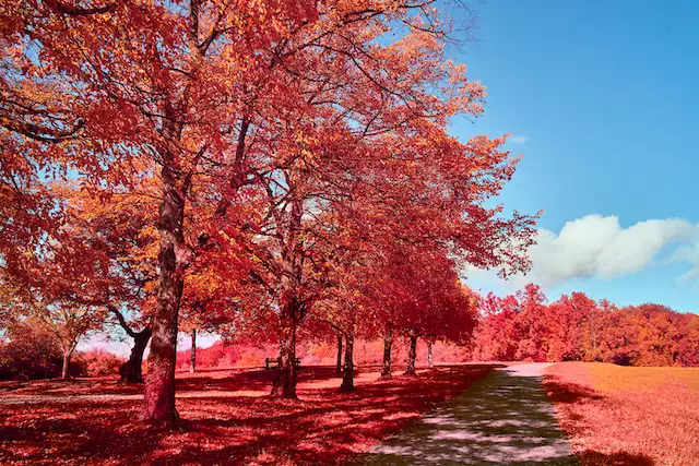 2023년 단풍시기 전국추천 단풍명소
