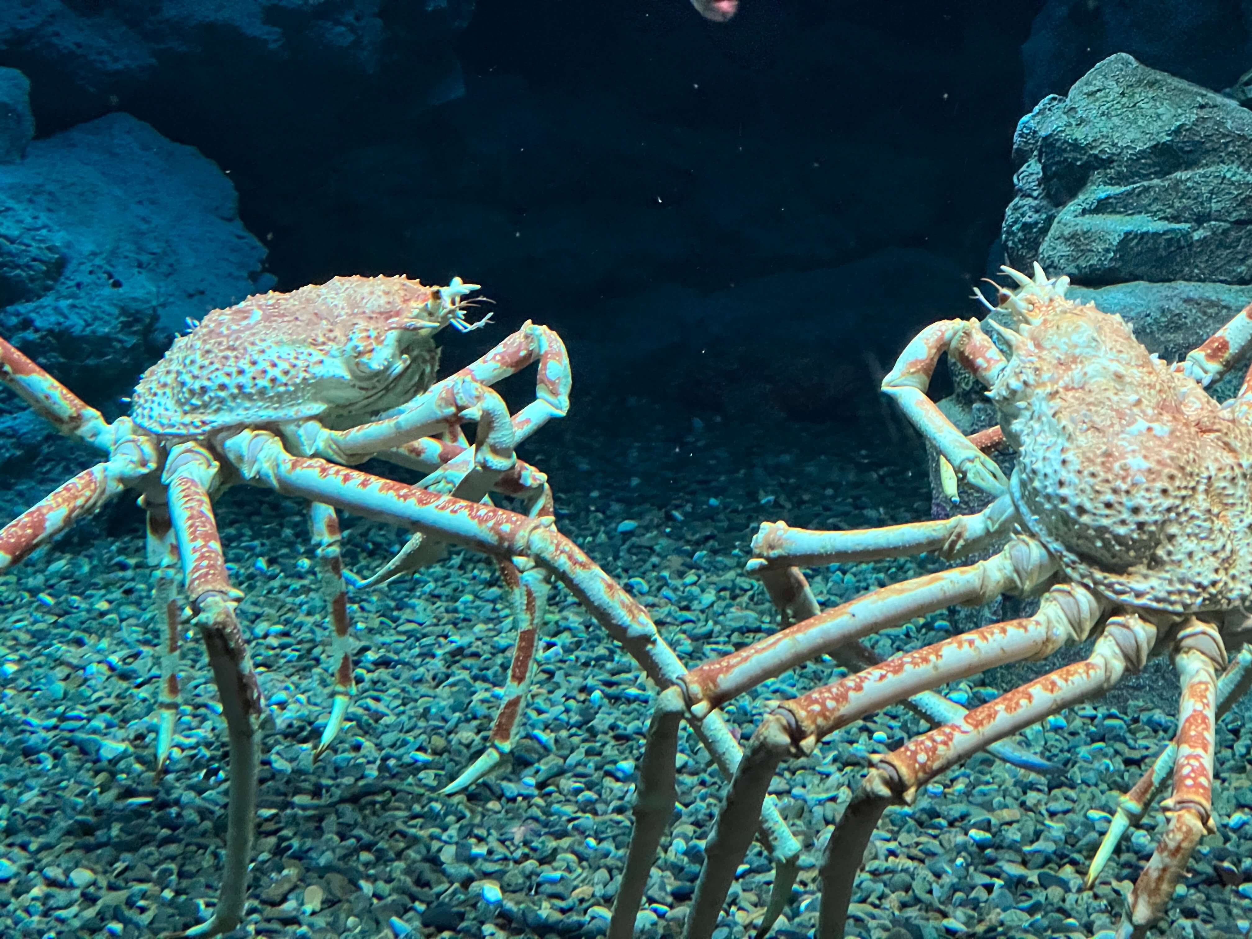 big-crab