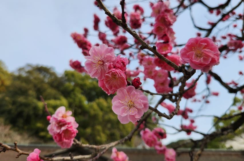 후쿠오카-여행-다자이후-텐만구-매화나무