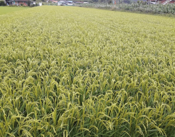 안동 금계당 삼해주 