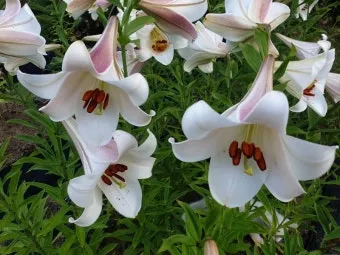 백합 재배 비늘줄기 분주 일조량 관리 절화 수확_31