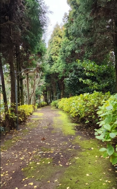 제주 남국사 : 삼나무 길과 수국이 아름다운 비밀 정원 제주 시내 작은 절