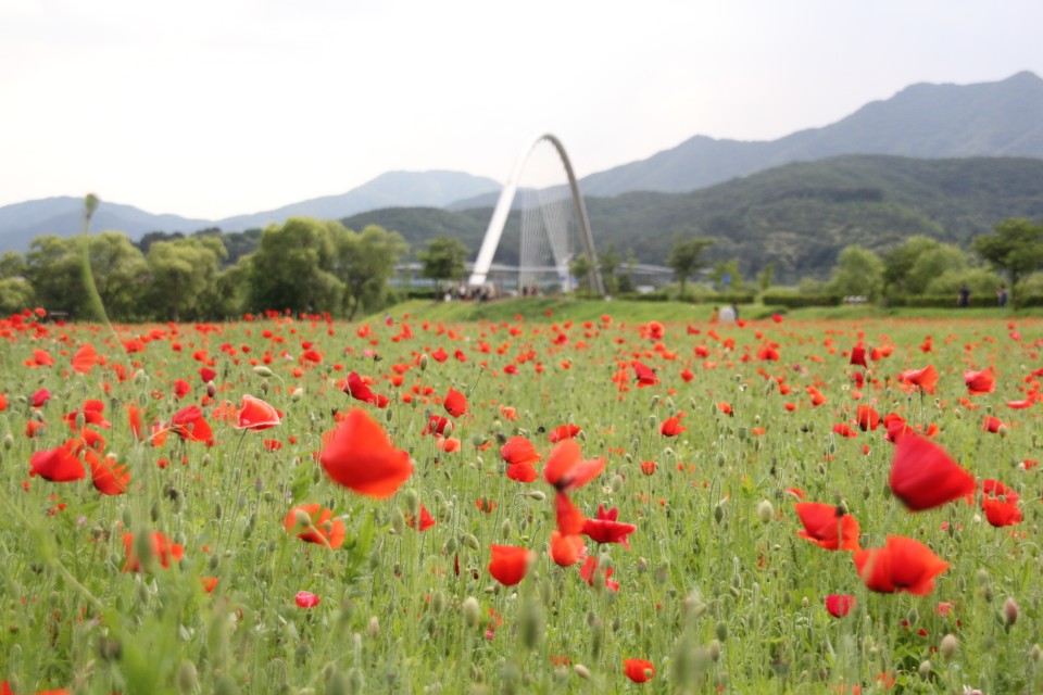 양수리 물의정원 꽃양귀비 군락 전경