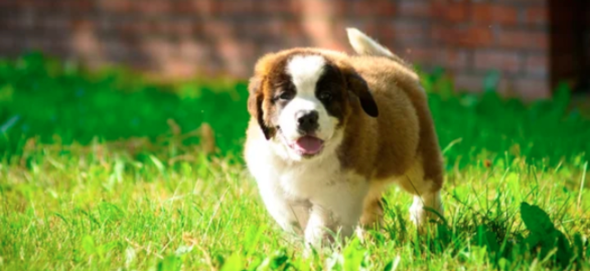 SAINT BERNARD/출처:어도비스톡