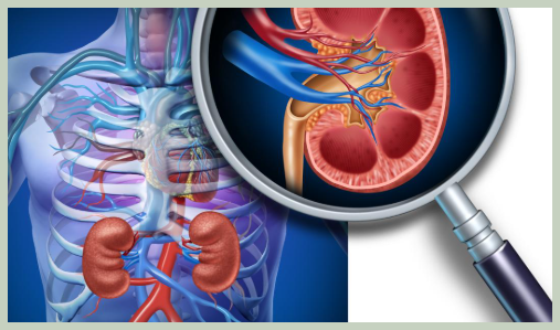 콩팥이 안 좋으면 나타나는 증상