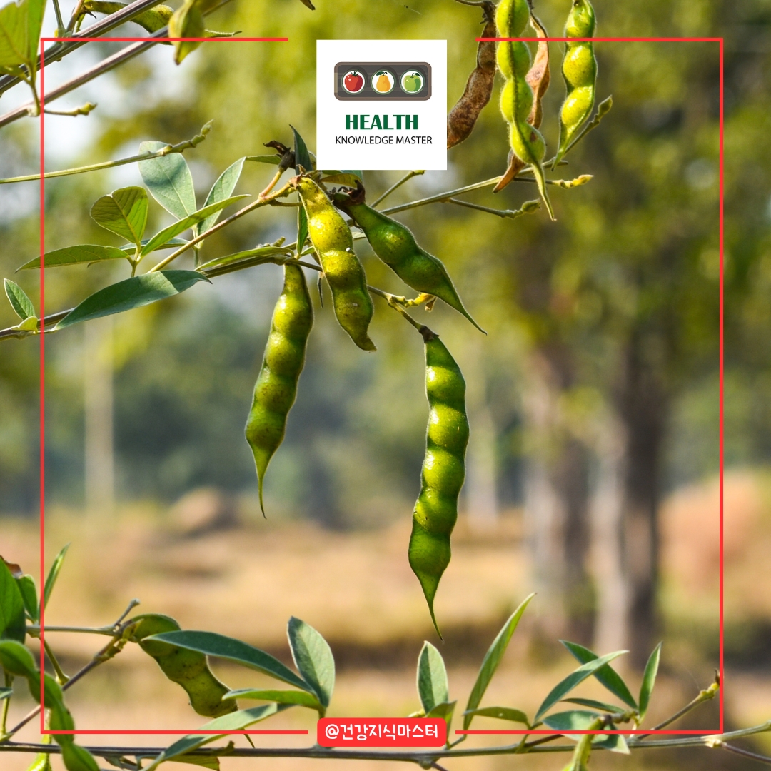 2월에 심는 작물 10가지 - 완두콩