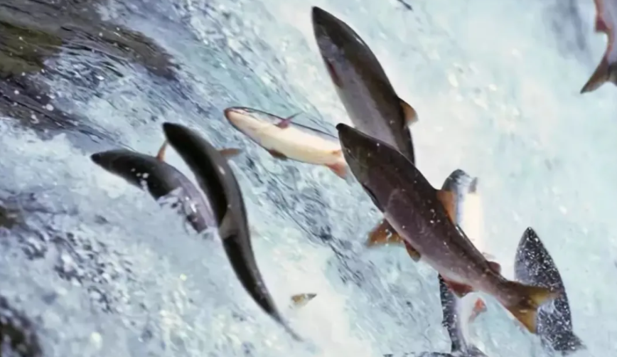 수구초심 - 자신의 마지막을 위해 고향으로 돌아가는 연어