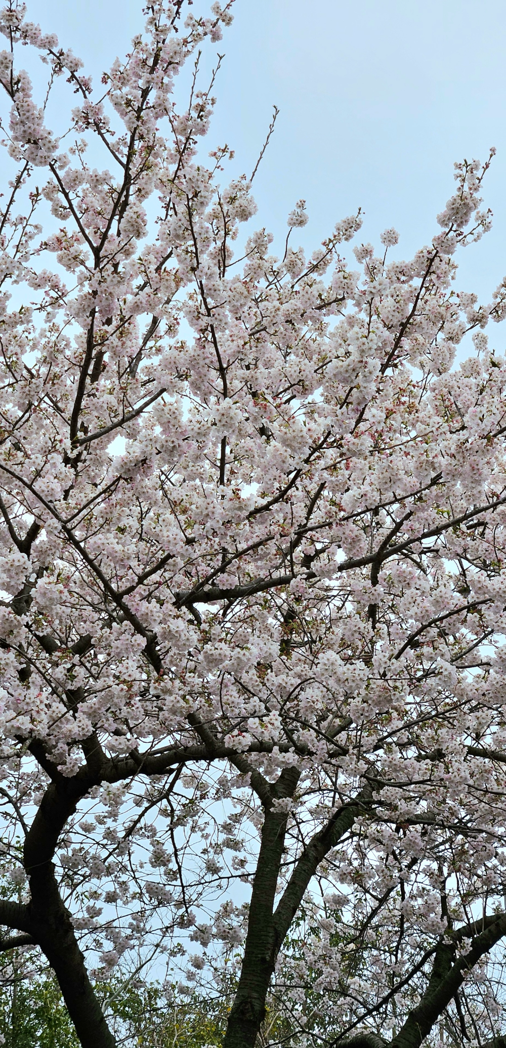 굿밭거리 벚꽃 예고편