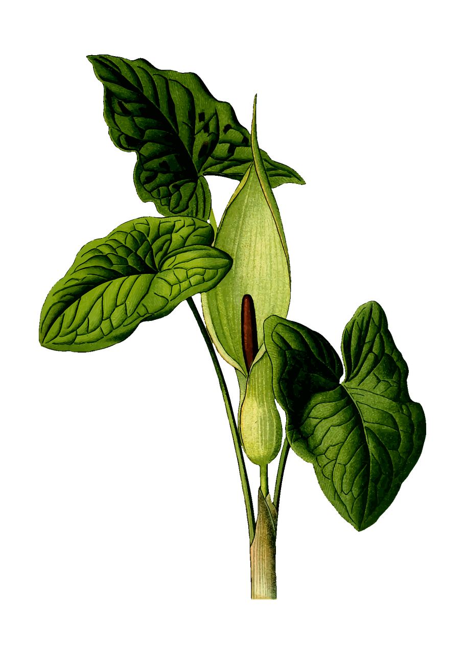 티탄 아룸: 썩은 고기 냄새로 벌을 유혹하는 꽃