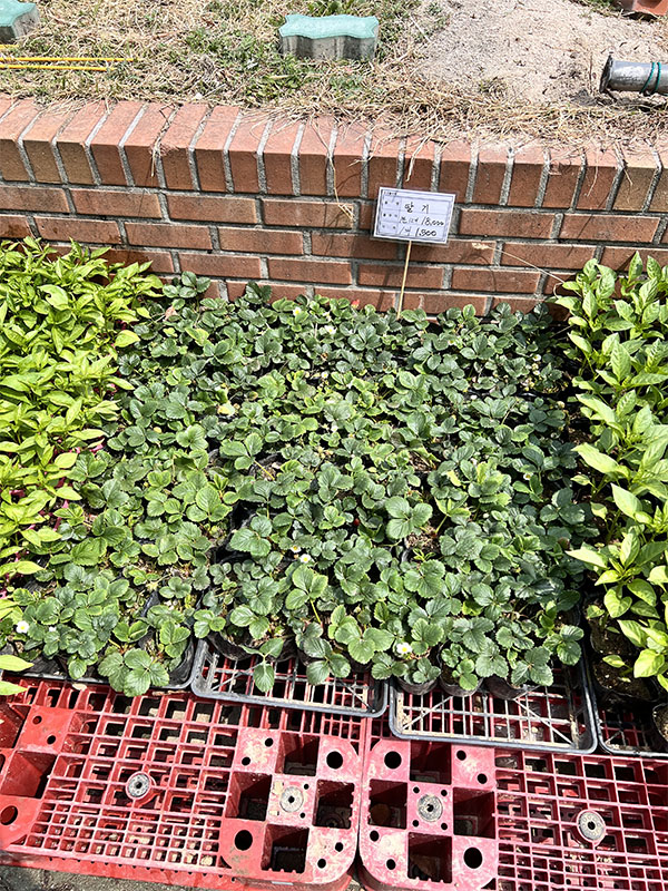 창동 하나로마트에서 판매 중인 다양한 모종들