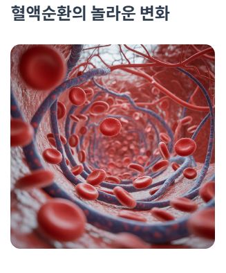 혈액순환효과