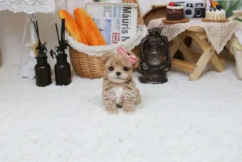 말티푸가격 2024년 솔직한 분양가 정보_12